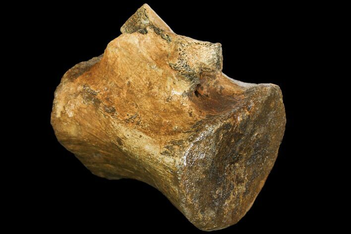 Dinosaur (Thescelosaurus) Caudal Vertebra - Montana #114435